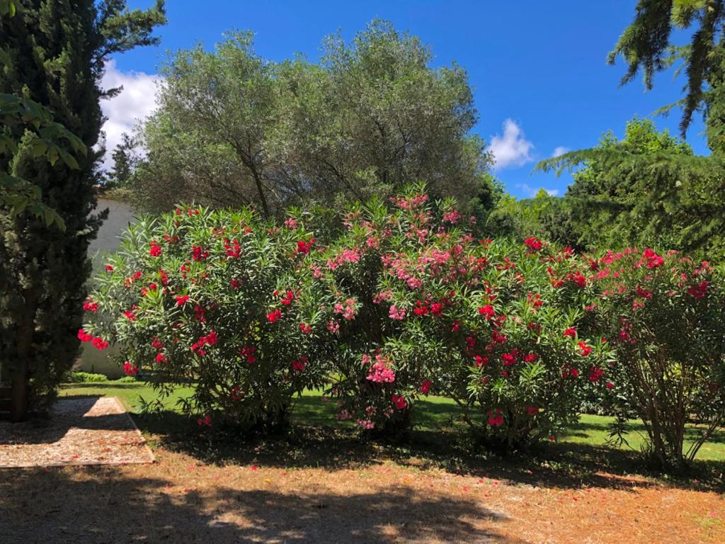 Le Nid Des Corbieres Bed & Breakfast Bizanet Exterior photo
